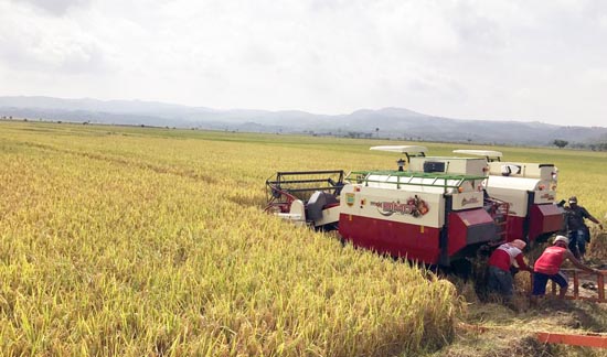 Kudus Surplus Beras, Harga Gabah Turun di Kisaran Rp5.500 per kg